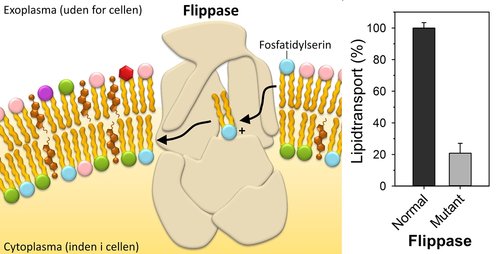 Forskernes model for flippase mekanismen. Lipidet fosfatidylserin (lyseblå ”knap” symboliserer hovedgruppen) flyttes fra den ene til den anden side af membranen bundet til en positivt ladet aminosyre (+) i flippasen. Til højre ses målinger, der viser, at lipidtransporten er hæmmet i en mutant, hvor den positivt ladede aminosyre er udskiftet med en neutral.