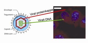 Virus DNA er frit tilgængeligt i cytoplasmaet – det sted i cellen hvor kroppens receptorer genkender virus' DNA