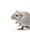 Et forskningsstudie med mus giver ny forståelsen af mekanismerne bag åreforkalkning.