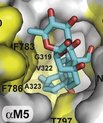 [Translate to English:] Natrium-kalium-pumpen med bindningslommen for cardiotoniske steroider (lyseblå/rød struktur). De gule områder viser position af Na+,K+-ATPase (natrium-kalium pumpen), hvor mutationer vides at påvirke bindingen af lægemidlet – bemærk hvordan disse tydeligt
