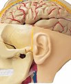 Sygdomme i hjernen står i fokus for det forskerprojekt, som støttes af 12,7 millioner kroner fra det fælles EU-projekt, ’EU Joint Programme – Neurodegenerative Disease Research’ (JPND).
