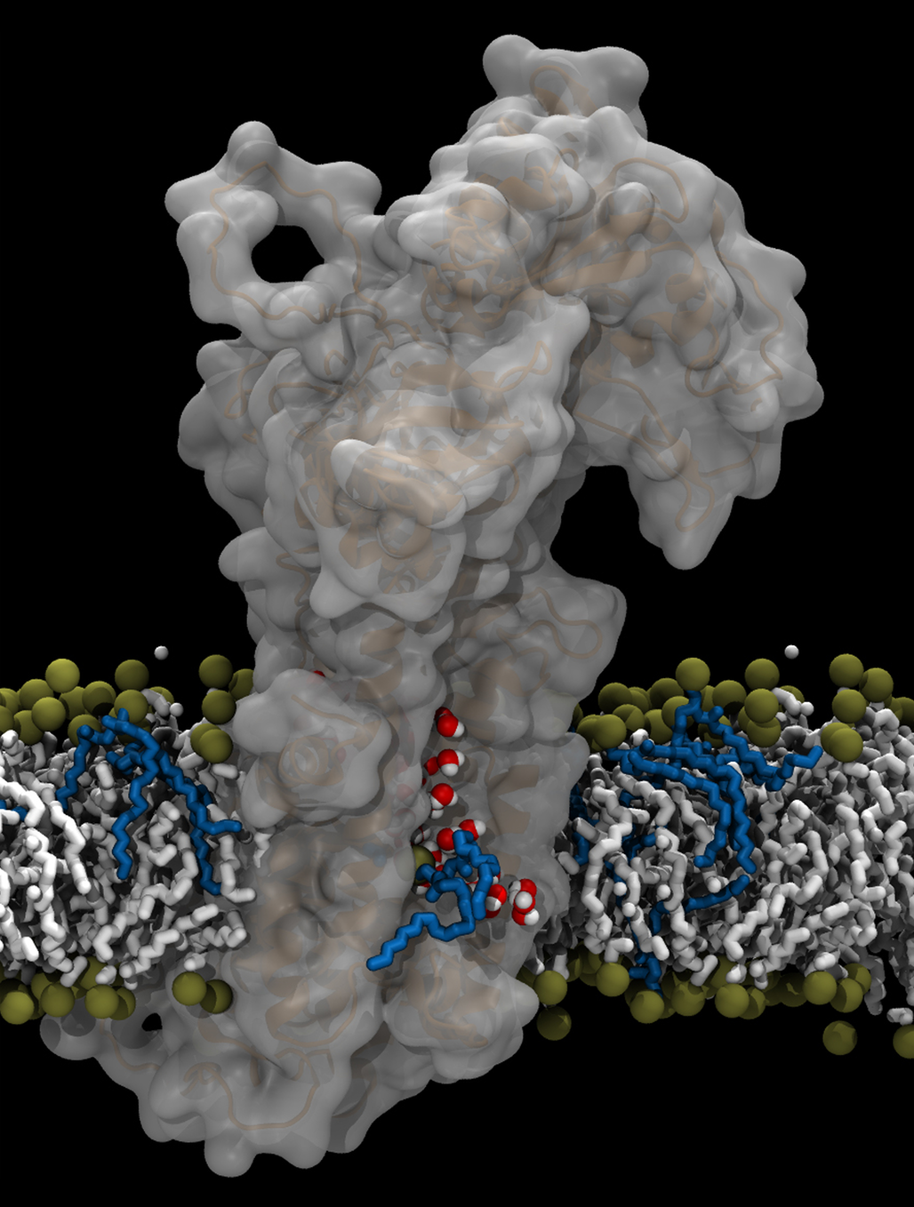 Aarhus-forskernes model for ATP8A2-flippasens transportmekanisme. Flippasemolekylet er det store grå, og man ser fedtmolekylet med blå ”hale” bevæge sig langs en åben kanal i proteinet, hvor der også findes vandmolekyler (røde kugler med hvide pletter).