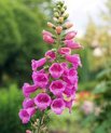 [Translate to English:] Planten fingerbøl (Digitalis) anvendes til hjertemedicin, men skal bruges med forsigtighed, da den er giftig.