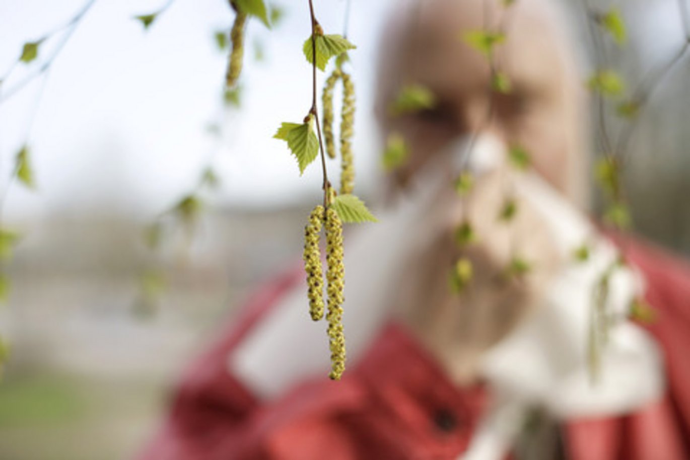 Det kan forebygge eller dæmpe overfølsomhed over for blandt andet birkepollen at arbejde på landet. Det kan forebygge eller dæmpe overfølsomhed over for blandt andet birkepollen at arbejde på landet.