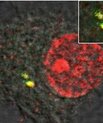 [Translate to English:] Her ses hvordan en celle med forsvarsproteinet (rød farve) fanger hiv uden for cellens kerne (gul farve). Dette bevirker, at cellens forsvarssystem aktiveres og efterfølgende blokerer hiv-infektionen.