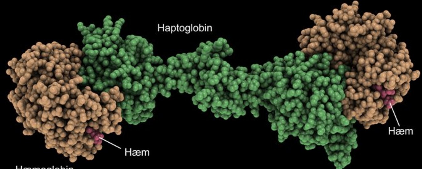 Atomar model af Haptoglobin-Hæmoglobin komplekset som viser en vægtstangs-lignende struktur. Når man sender kraftig røntgenstråling gennem proteinkrystaller, spredes strålerne. Ud fra intensiteterne af disse stråler kan man genere et 3-dimensionelt