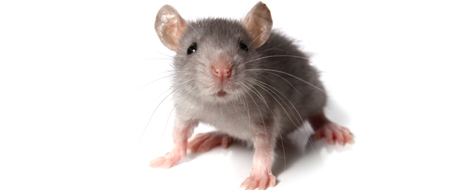 [Translate to English:] Gennem forsøg på mus har forskere opdaget en vigtig mekanisme i hjernen, der giver ADHD.