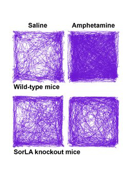 Bevægelsesmønster for mus behandlet med saltvand eller amfetamin. Transgene mus uden SorLA udviser et paradoksalt amfetamin respons, der minder om patienter med ADHD