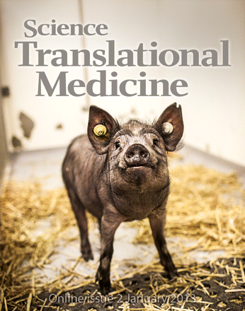 The world's first transgenic large-animal model of atherosclerosis developed by researchers from Aarhus University. The model was made by genetically altering Yucatan mini-pigs (on cover), which have the size and structure of the human cardiovascular syst